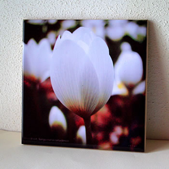 tile sanguinaria 1792.jpg